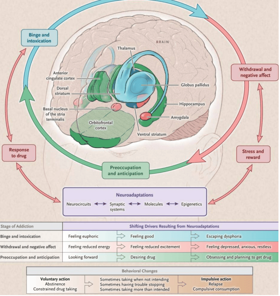 The Science Of Addiction - SAFE Project